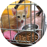 猫