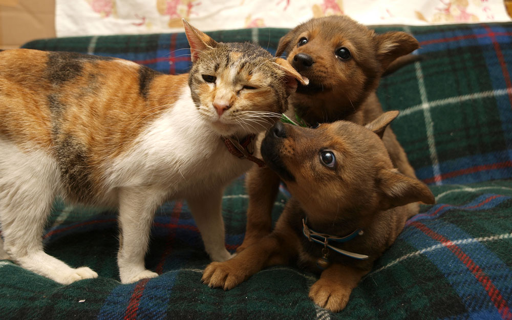 Npo法人犬と猫のためのライフボートについて Npo法人犬と猫のためのライフボート