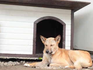 里親さんを待っている犬たち 毎日面会可 Npo法人犬と猫のためのライフボート