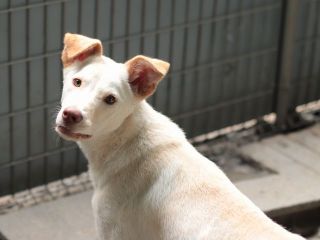 里親さんを待っている犬たち 毎日面会可 Npo法人犬と猫のためのライフボート