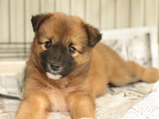 里親さんを待っている犬たち【毎日面会可】 - NPO法人犬と猫のための 